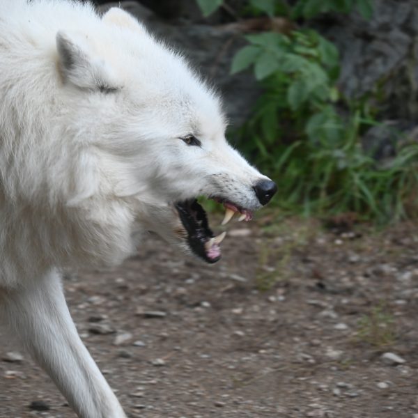 international wolves - Image 4