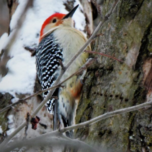 birds - Image 10