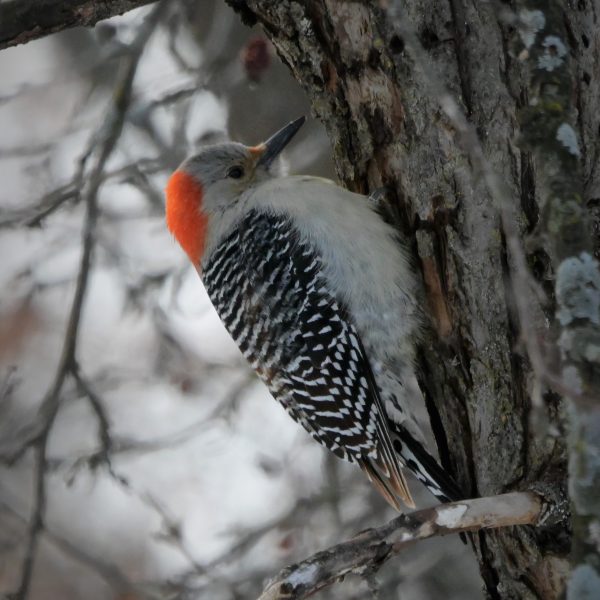 birds - Image 8