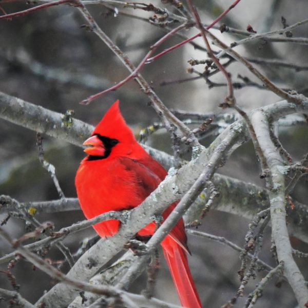 birds - Image 7