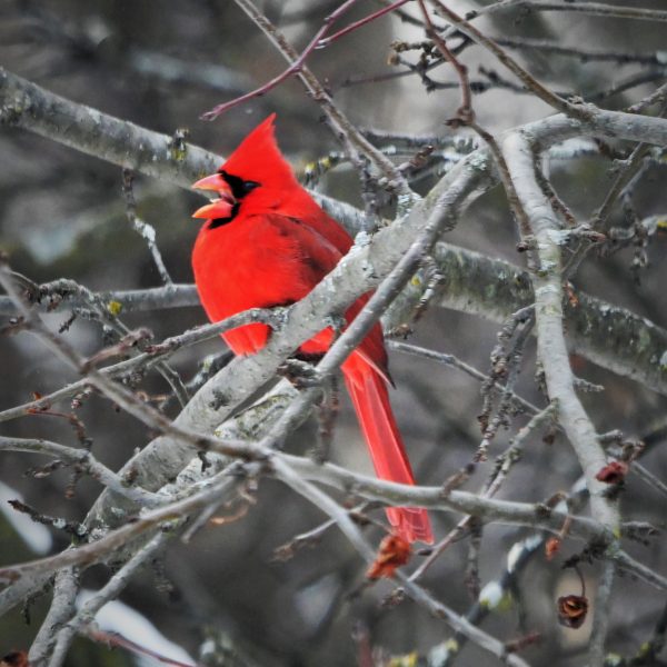 birds - Image 6