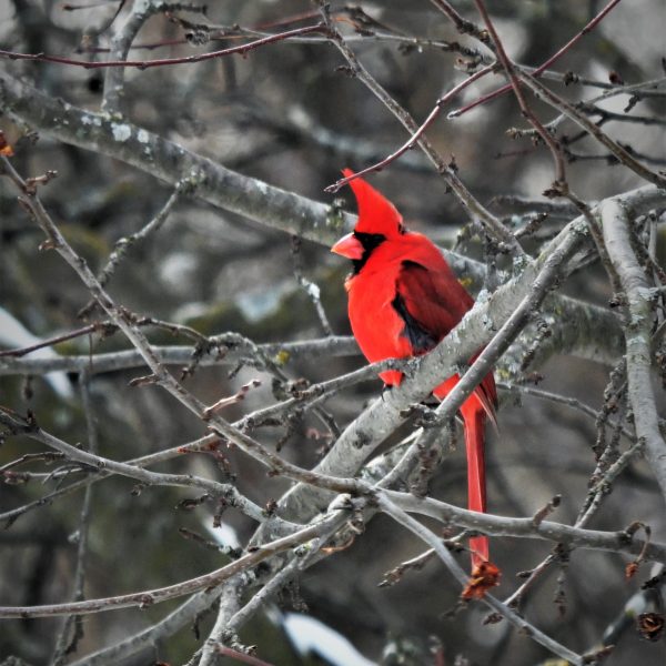 birds - Image 5