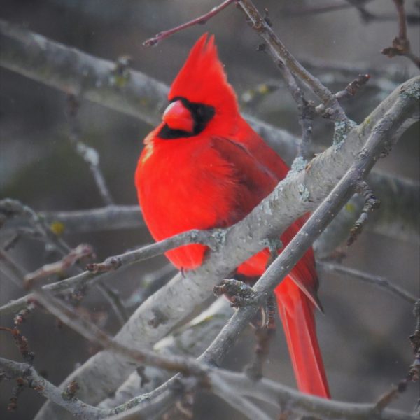birds - Image 4