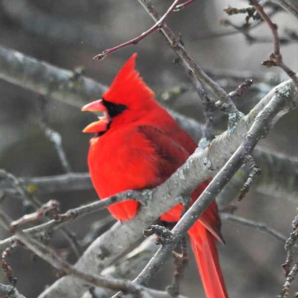 birds - Image 3