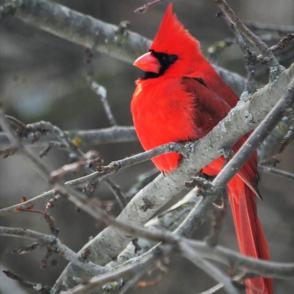 birds - Image 2