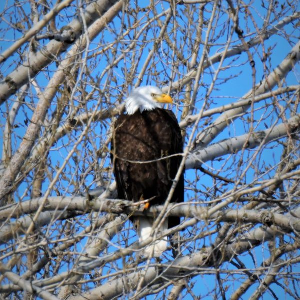 Eagle - Image 29