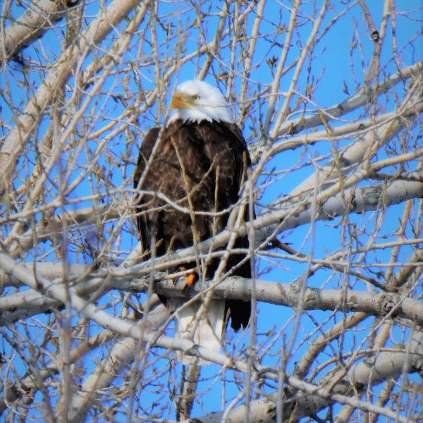 Eagle - Image 28