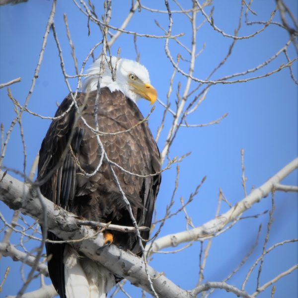 Eagle - Image 27