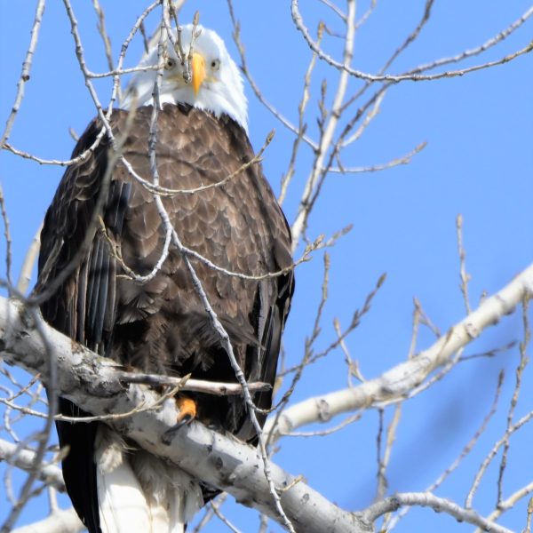 Eagle - Image 26