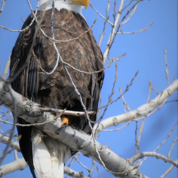 Eagle - Image 25