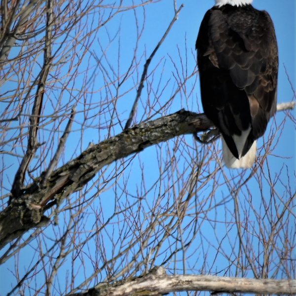 Eagle - Image 24