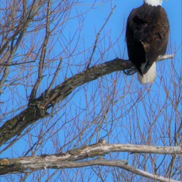 Eagle - Image 23