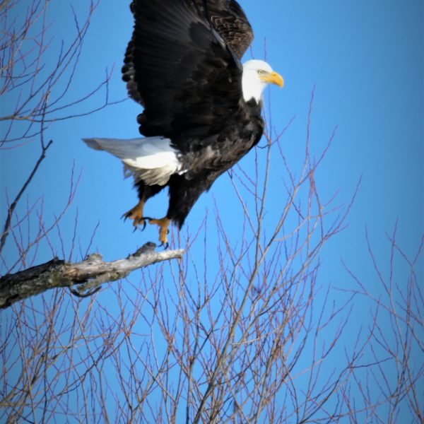 Eagle - Image 22