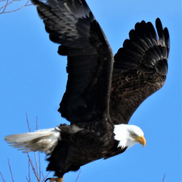 Eagle - Image 21