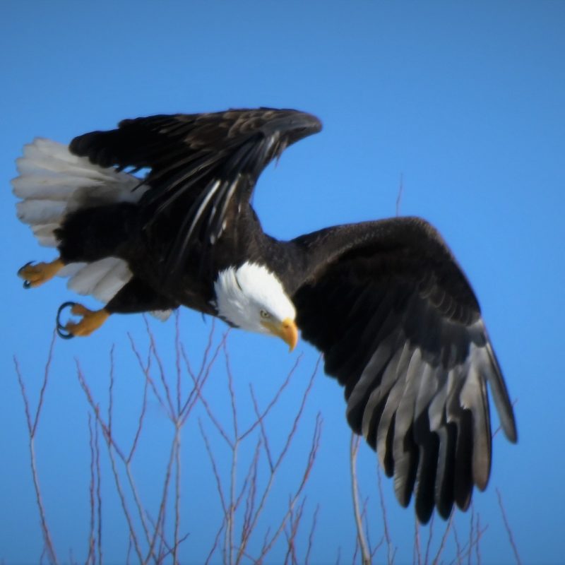 Eagle