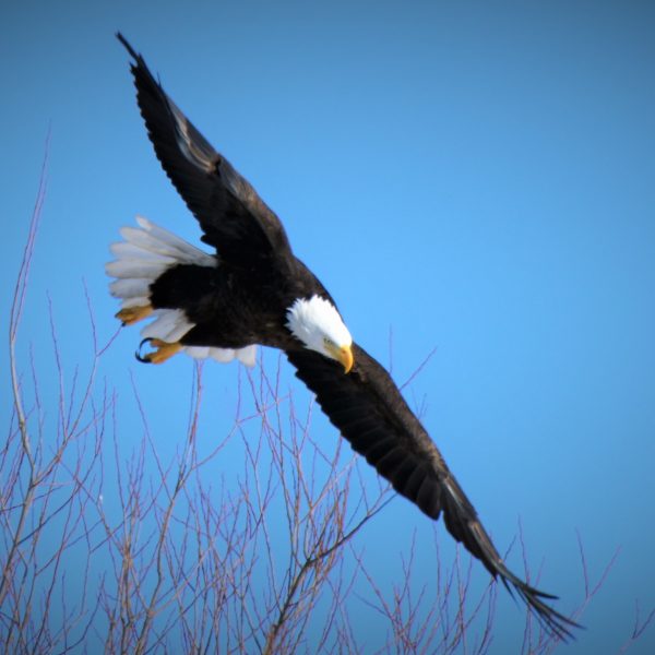 Eagle - Image 19