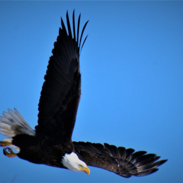 Eagle - Image 18