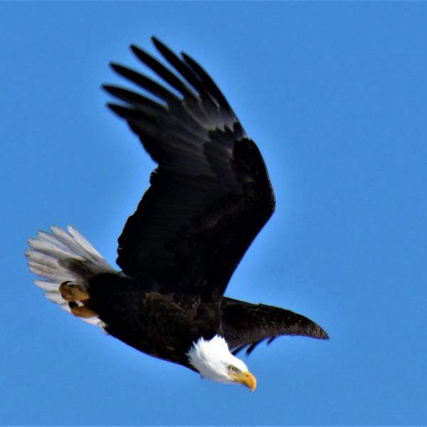 Eagle - Image 17