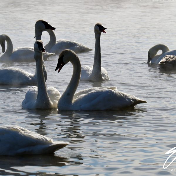 Swans and Duck - Image 18