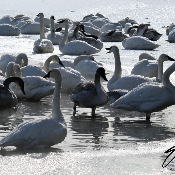 Swans and Duck - Image 17