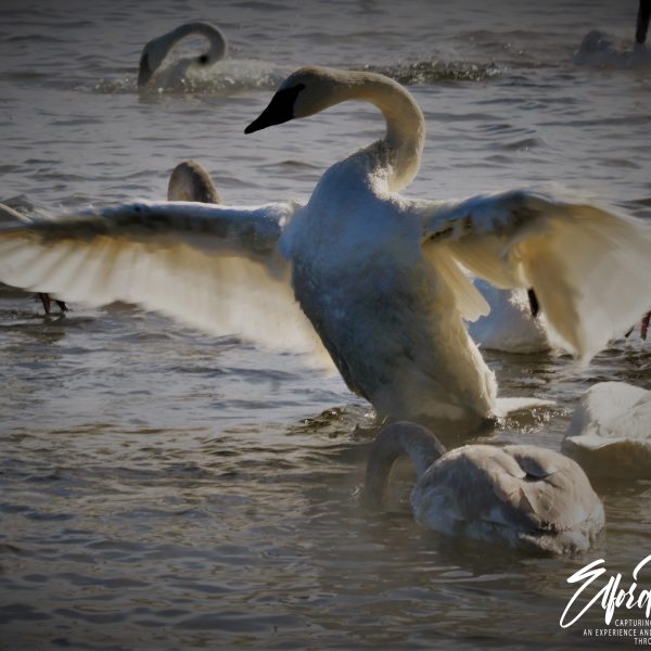 Swans and Duck - Image 16