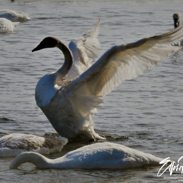 Swans and Duck - Image 15