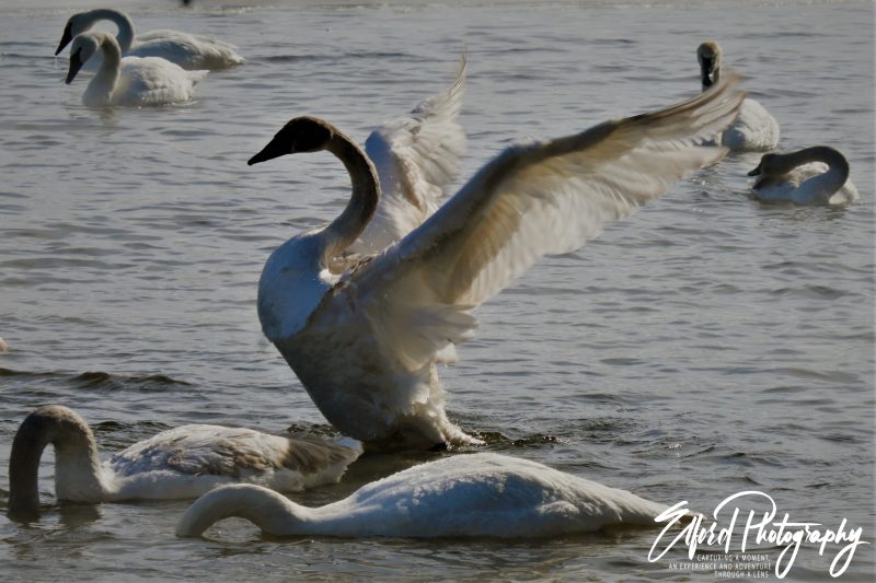 Swans and Duck