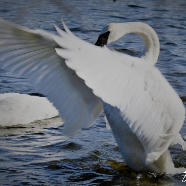 Swans and Duck - Image 14