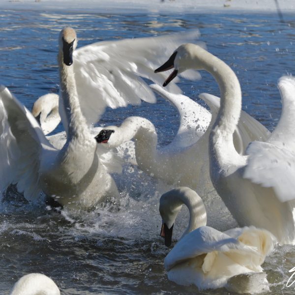 Swans and Duck - Image 13