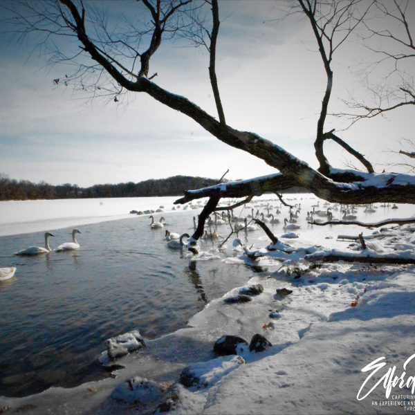 Swans and Duck - Image 12