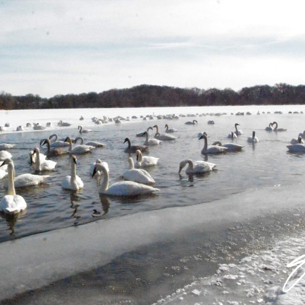 Swans and Duck - Image 11