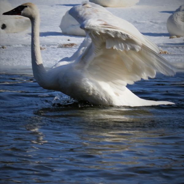 Swans and Duck - Image 10