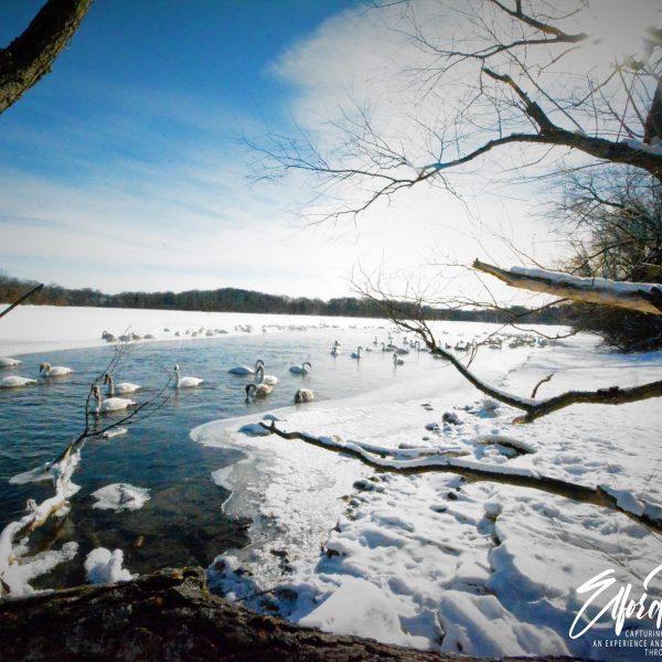 Swans and Duck - Image 9