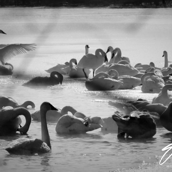 Swans and Duck - Image 8