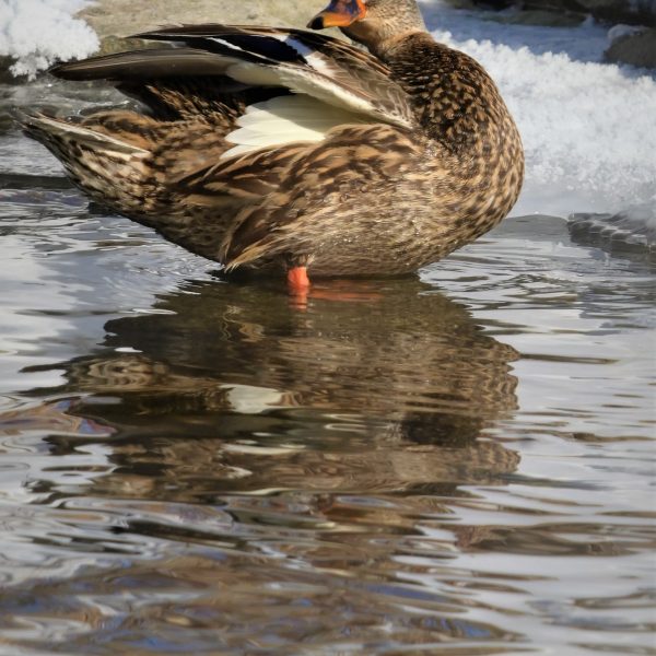 Swans and Duck - Image 7
