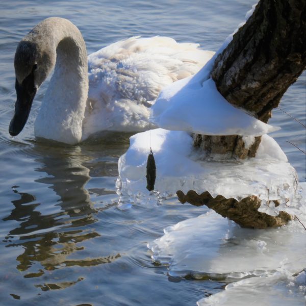 Swans and Duck - Image 6