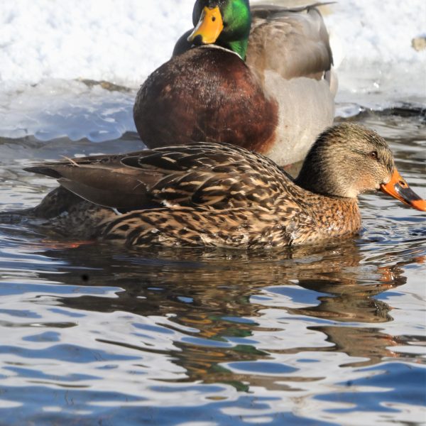 Swans and Duck - Image 5