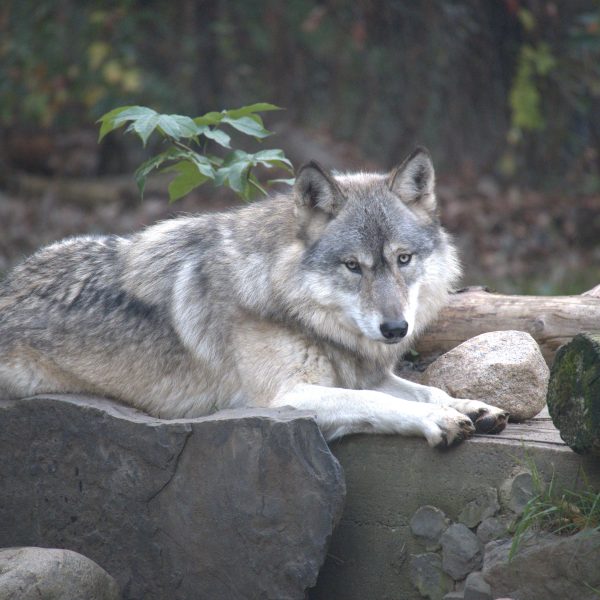 international wolves - Image 3