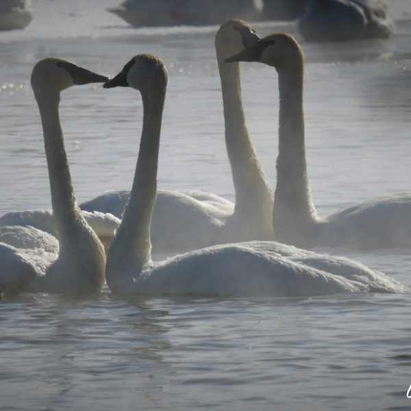 Swans and Duck - Image 4