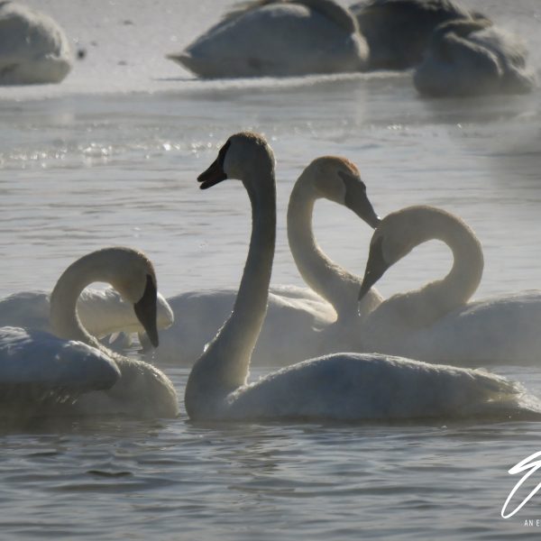 Swans and Duck - Image 2