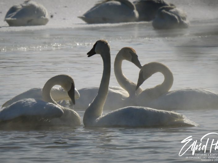 swans and ducks