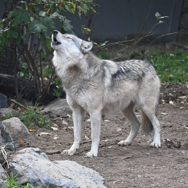 international wolves - Image 2