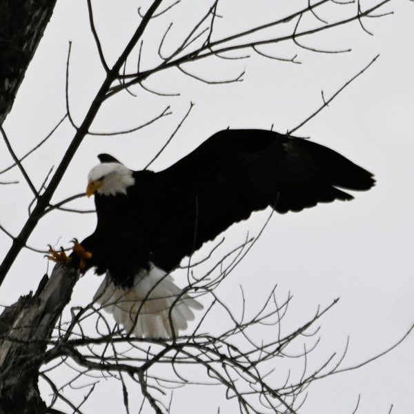Eagle - Image 16