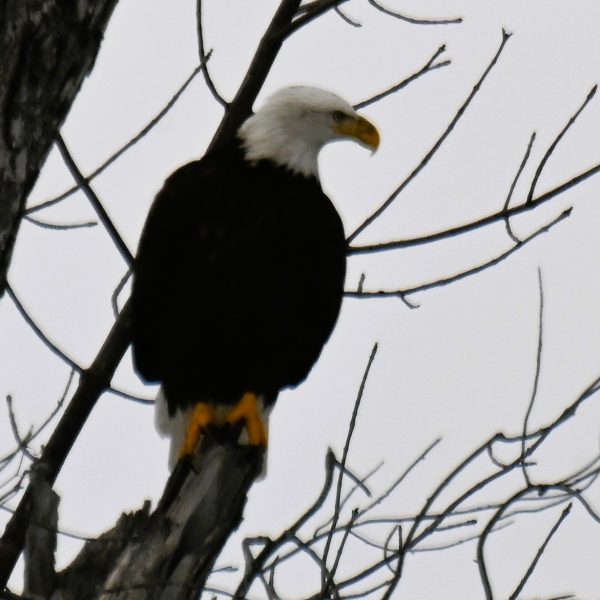 Eagle - Image 15