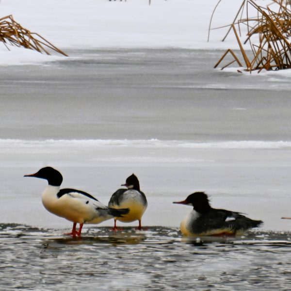 Eagle - Image 13