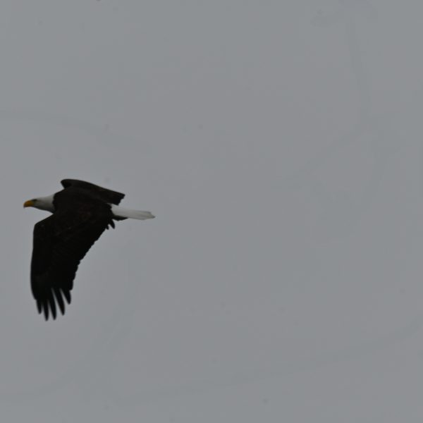 Eagle - Image 11