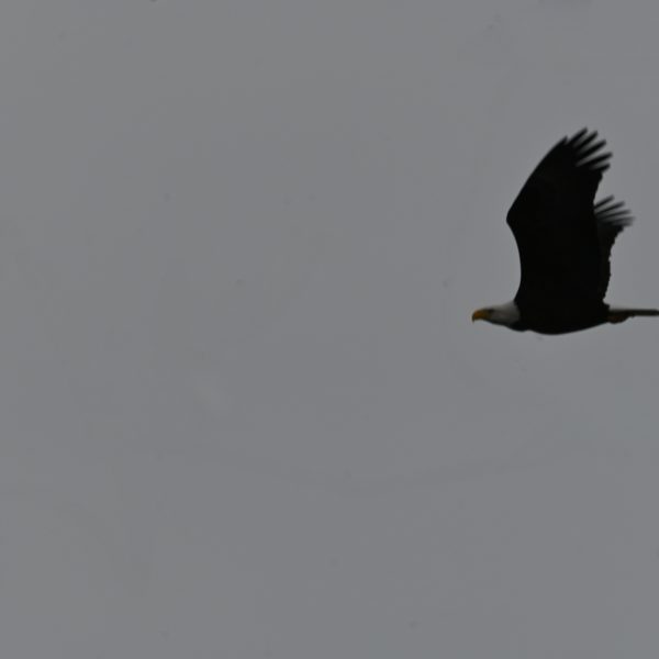Eagle - Image 10