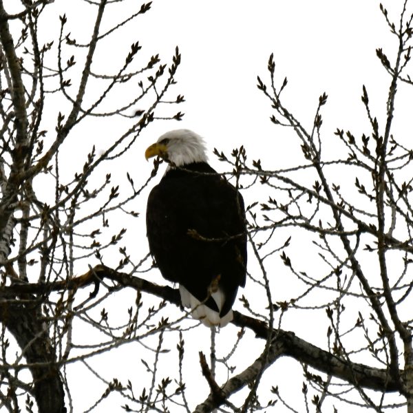Eagle - Image 9