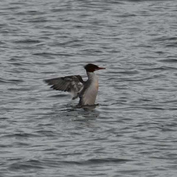 Eagle - Image 7