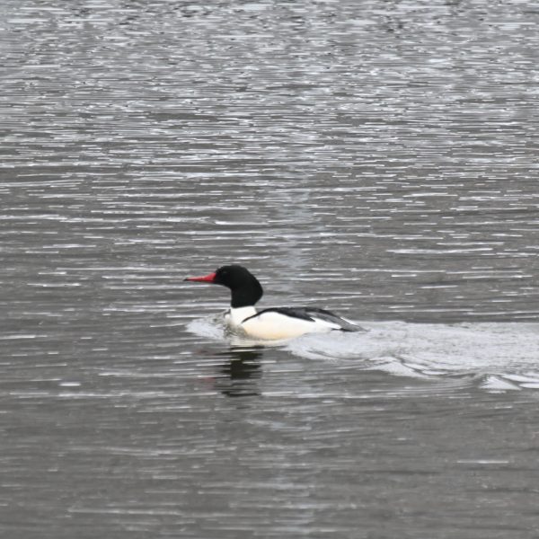 Eagle - Image 6